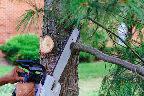 Best Best Tree Removal Services  in Richmond, KY